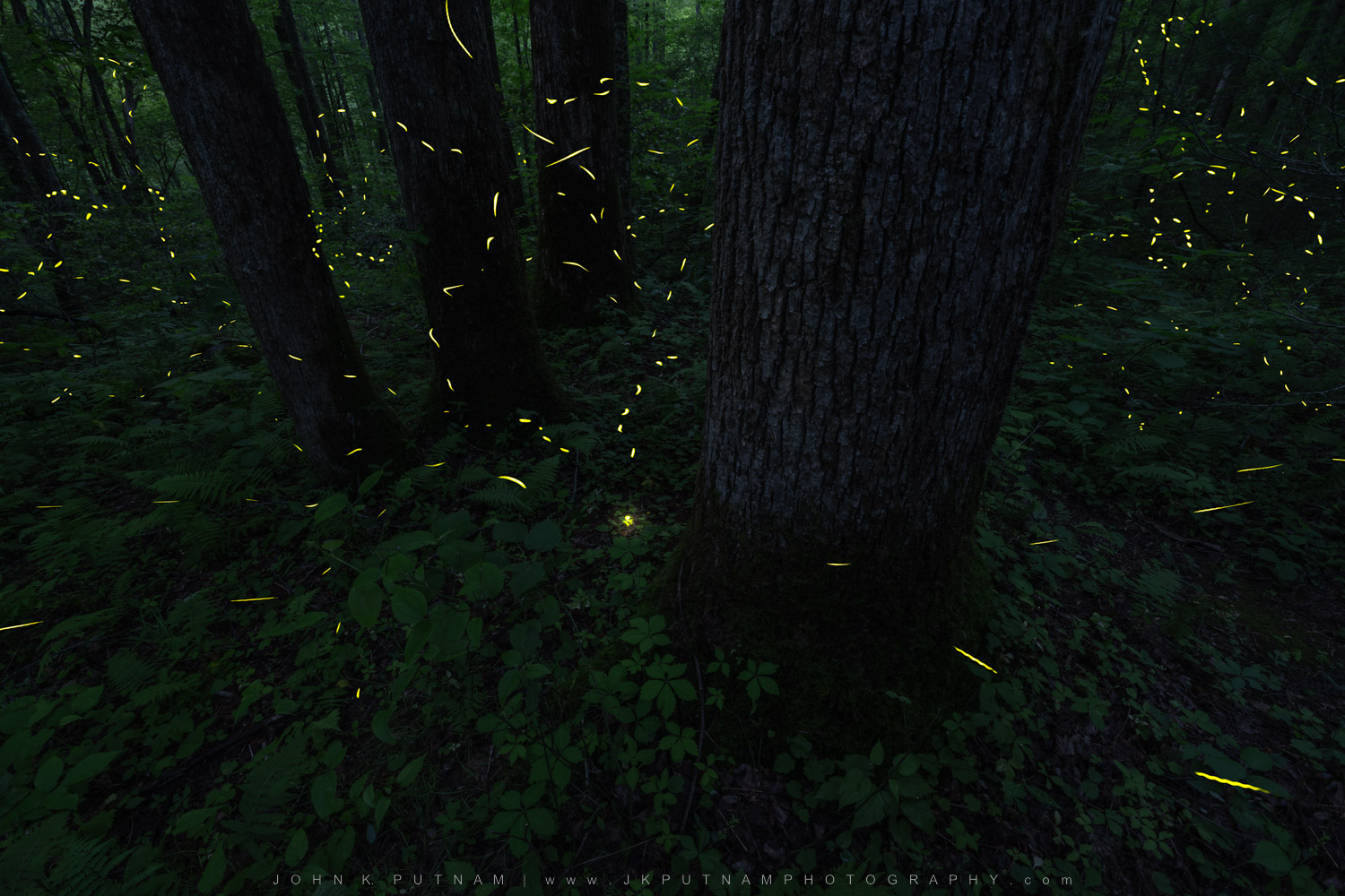Fireflies of Great Smoky Mountains National Park photography workshop, featuring synchronous lightning bugs.