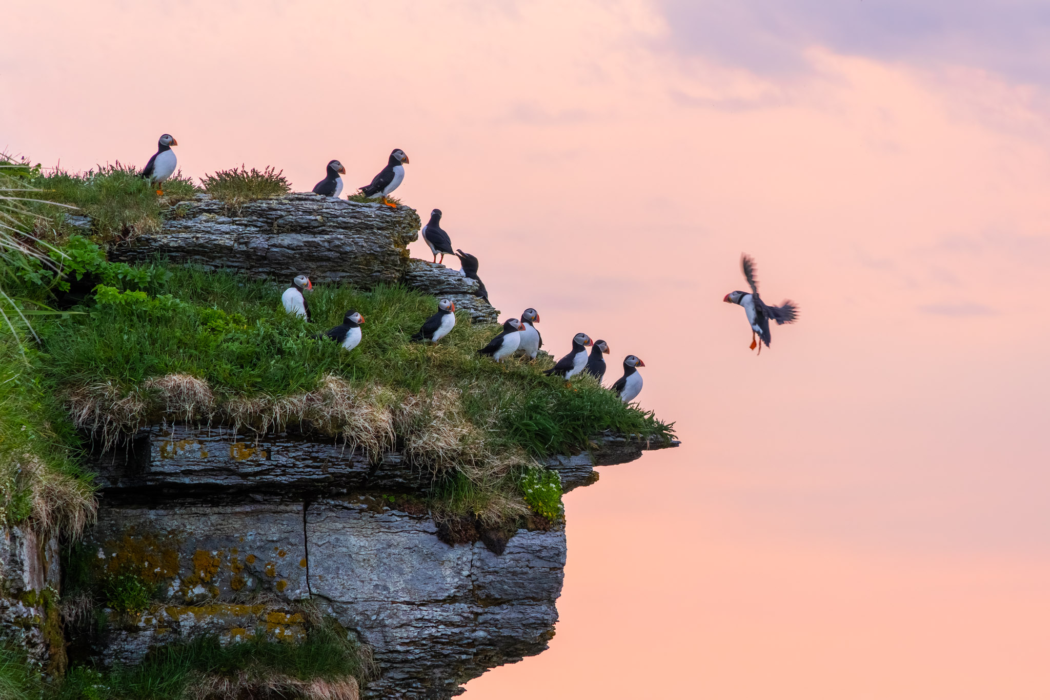 Puffin photography workshop on L'ile aux Perroquets in Quebec, Canada.